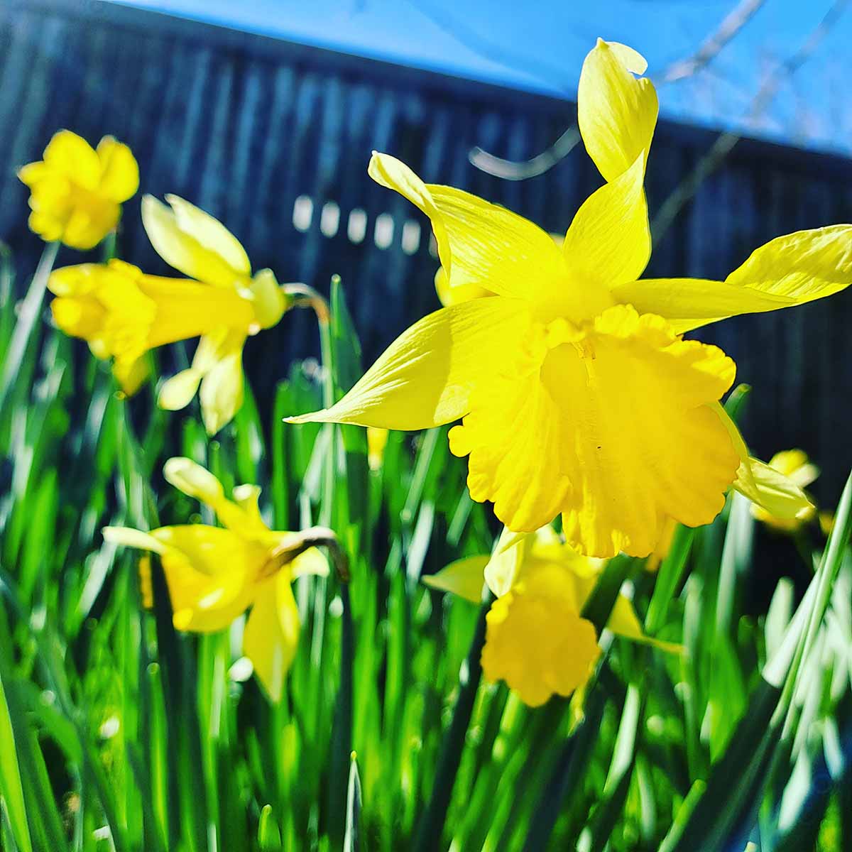 daffodils brinscombe devon