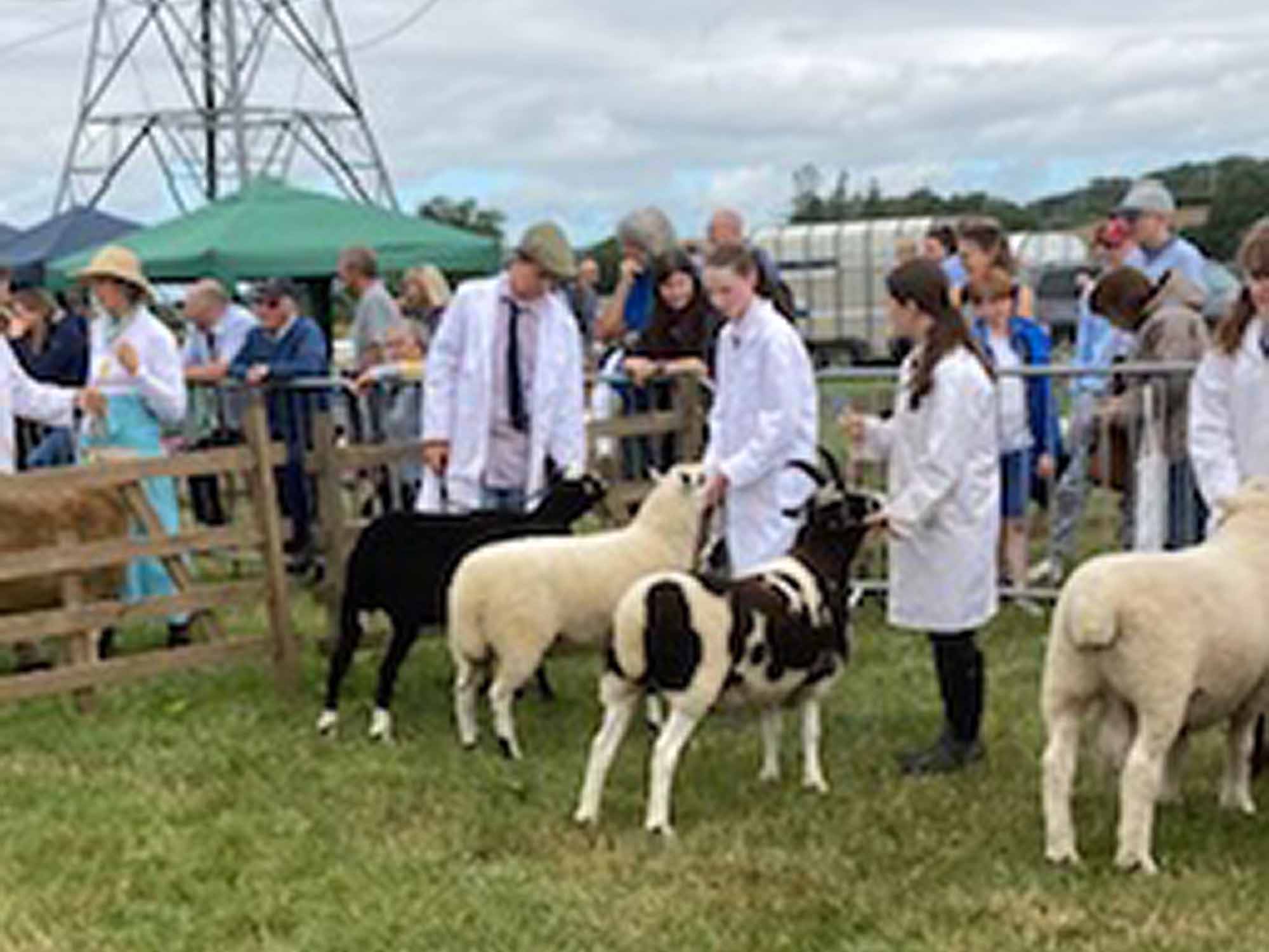 Sheep judging devon
